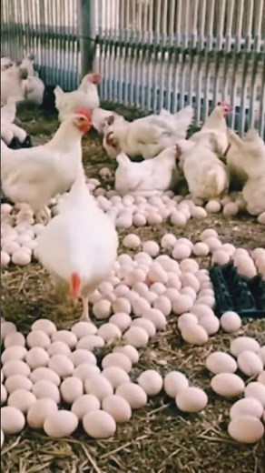 Organic Layer chicken farming Tips for Egg Production | #shorts #farming
