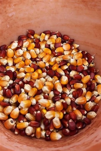 Racing pigeon feed mix #racingpigeons | Ashikur Rahmans pigeons collection