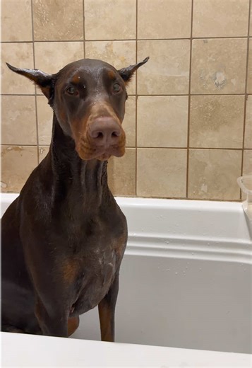 Muddy Dog's Hilarious Bath Time Transformation