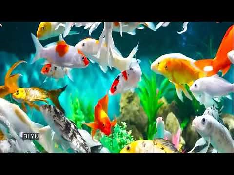 LK CHA CHA CHA KHÔNG LỜI - 7X 8X 9X 10X MỘT THỜI - HƠN 10 GIỜ [ BI YU ]