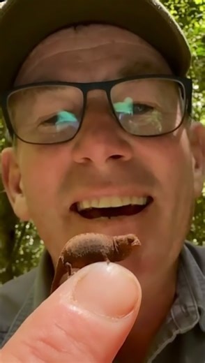 90K views · 159 reactions | Like a tiny alien! Third smallest chameleon on the planet - how cute  • • • #chameleon #reptile #fyp #small #babyanimals #reels #instagood #ivancarter #instadaily #viralvideos #livingmybestlife #cutenessoverload | Ivan Carter | Facebook