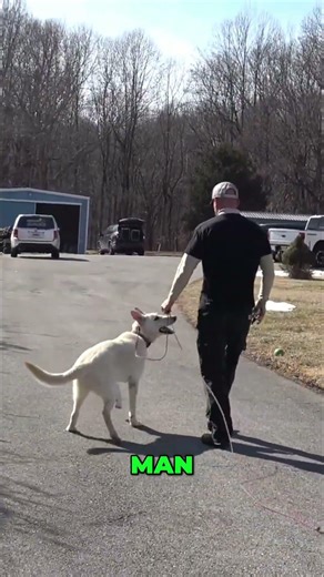 The 'Heel' Command with Distractions Explained Simply