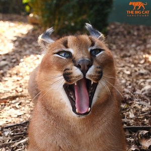 Caracal's ears are AMAZING! - The Big Cat Sanctuary
