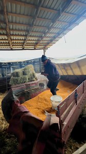 1.4K views · 464 reactions | Viața la Țară | Cosma Flavius Adrian | Facebook