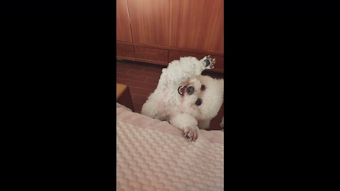 Playful bichon frise makes funny faces in Henan, China