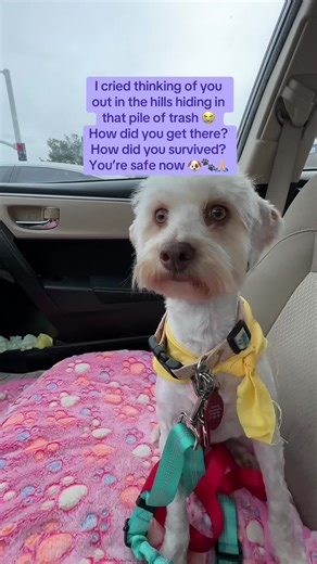 Rescuing Stray Dogs: A Journey of Compassion and Hope