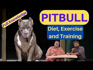 Pitbull - Diet, Exercise and Training | Know All About Pitbull | How to Train a Pitbull | TUC