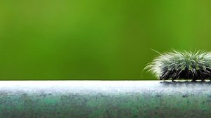 Slow Motion Macro Furry Caterpillar Walking Stock Footage Video (100% Royalty-free) 27905419 | Shutterstock