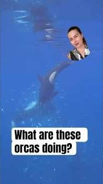 Strange orca behavior caught on camera