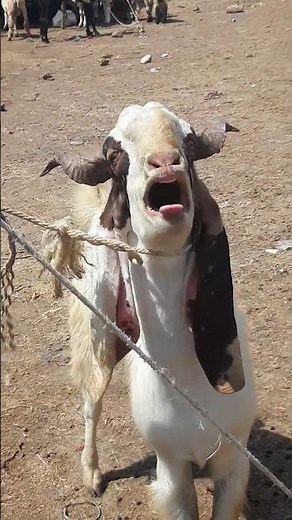 Male Goat Crazy Sound ( Breeding Sound Effect )