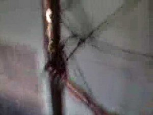 Home distillation setup 1.5 inch reflux column on 15.5 gallon SS keg