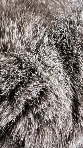 你看 我有一只刺猬 猫O#萌宠日常记录 #大肥喵 #养猫的乐趣