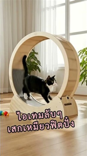 ลู่วิ่งแมว เครื่องออกกำลังกายแมว