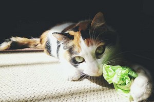 Does Your Cat Like to Chew on Plastic?