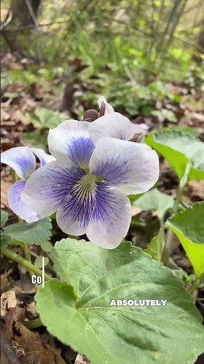 Amazing native violets, beautiful and varied