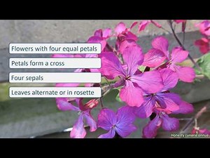 Brassicaceae - UK wildflowers - Five-minute families