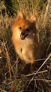 ‼️ Fast verschenkt – Franky sucht sein Für-immer-Zuhause ‼️ Dieser einjährige Zwergspitz (30cm/ 4,5kg) sollte tatsächlich einfach über Facebook verschenkt werden. Ein Hund, der optisch viele Menschen ansprechen wird, und zu unüberlegten Handlungen verführen könnte. Evlt hätten wir ihn in einem Jahr als bissigen Spitz wiedergefunden weil er als Kinderspielzeug angeschafft wurde. Deshalb möchten wir ihm die Chance auf ein verantwortungsvolles Zuhause geben. Der kleine unkastrierte Rüde ist ein seh