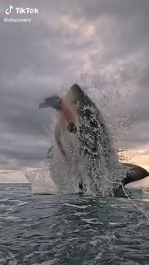 Shark Attack Dynamics During Air Jaws Events