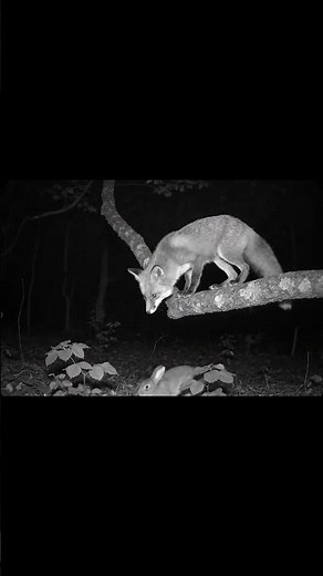 Fox Misses the Rabbit in EPIC Slow Motion Fail 🦊🐇💨