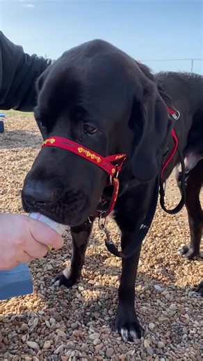 1.6K views · 166 reactions | This is why we do what we do 殺. | Large Breed Dog Rescue | Facebook