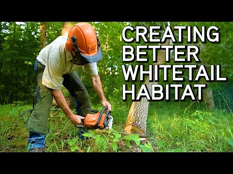 Creating Better Whitetail Habitat | Affordable Habitat Improvement