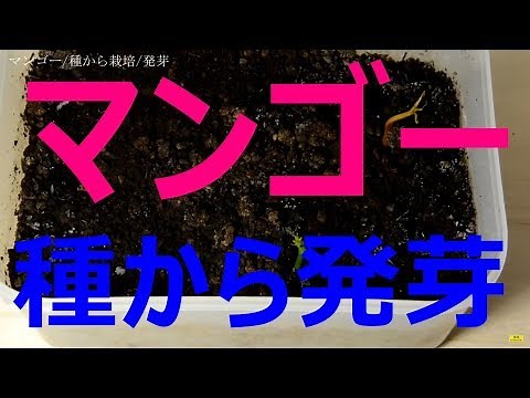 マンゴーを種から育てる 発芽しました Germination Mango from seed