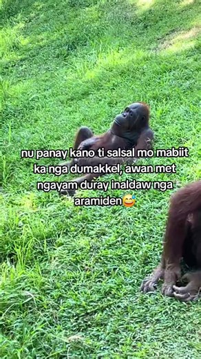 Ilocano Comedy: