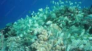 Tropical fish school underwater, convict tang, Acanthurus triostegus, feeding on the ocean floor, Tuamotu archipelago, Pacific ocean, French Polynesia