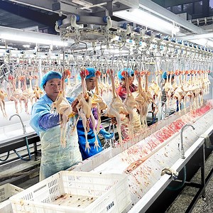 [Hot Item] 10000 Chicken Slaughtering Machine Equipment Turkey Slaughter Machine