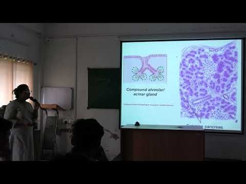 SGD On Histology of Glands: Classification, Secretion & Examples | MBBS