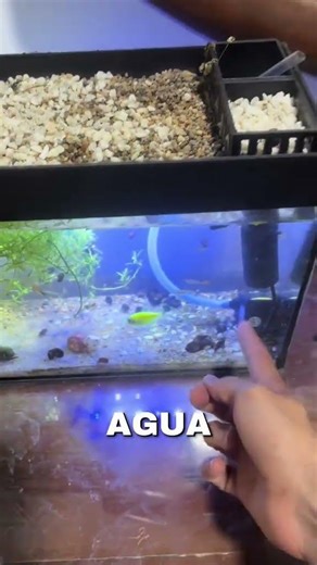 Prototipo sistema acuapónico doméstico