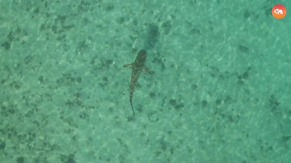 USA's Shark Risk Zones You Must Know!