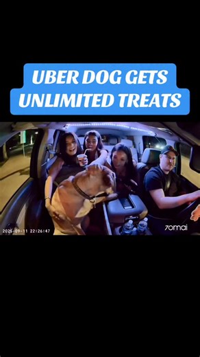 Sheep dog? 😂 #dogsofinstagram #explorepage #uberdog #70mai | The Uber Dog