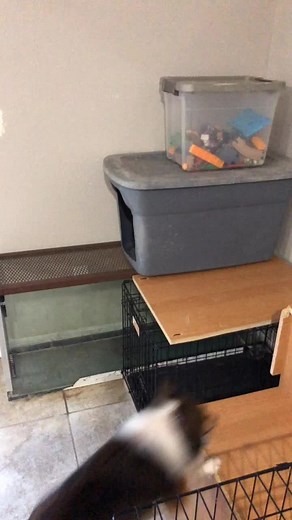 Adorable Red Fox Playing and Zooming Around!