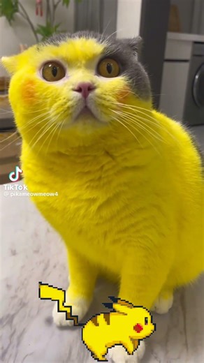 él es gato Pikachu 😼⚡#cattok #cat #pikachu #tiktok