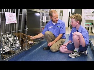 A Day In The Life Of A Vet, An Animal Doctor