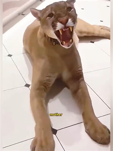 a cougar cub crying for help #shorts