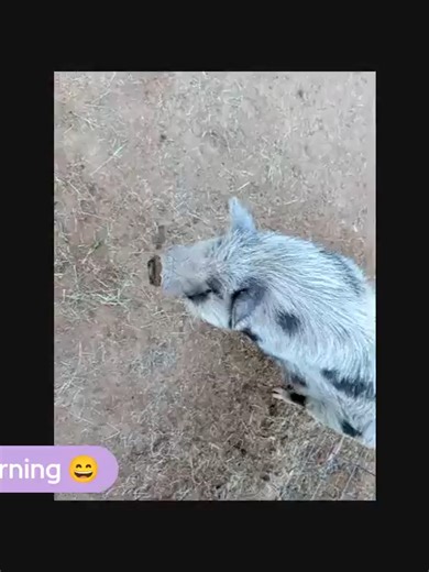 Goats With Horns Animal Rescue! Gilbert turns 14! For more information about Goats With Horns Animal Sanctuary or to make a donation, please visit our website! � https://www.gwhsanctuary.org/donate.html https://www.instagram.com/goatswithho... https://www.facebook.com/GWHSanctuary?mibextid=ZbWKwL #animalsoftiktok #wildliferescue #animalrescue #goatsoftiktok #goats #reeltimeanimalrescue