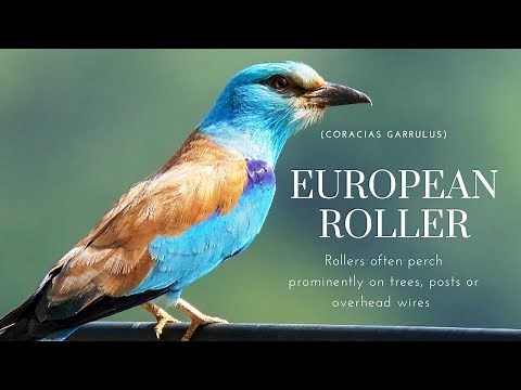European Roller Bird - The Facts of European Roller - Roller Species