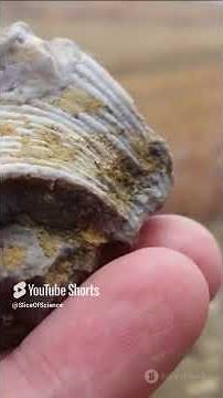How Fossils Form and Why They Matter #science #lifeonearth #shortsfeed