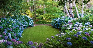 A hydrangea garden designed to perfection in Margaret River, WA