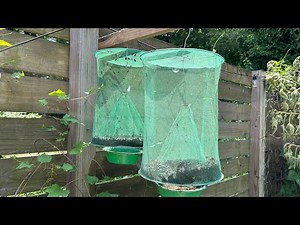 The Best fly trap EVER.