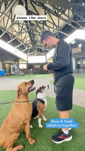 ❗️Did you know that bonded pairs of dogs are often overlooked in shelters? 🐶Meet Roxy and Tank, an inseparable duo on the search for their forever home. Roxy, a seven-year-old Rhodesian Ridgeback female, and Tank, a charming seven-year-old Redbone Coonhound male, have an unbreakable bond. Despite their incredible connection and loving personalities, these loyal companions tend to be unnoticed. Let’s come together and ensure that Roxy and Tank find a loving forever home they deserve. Join us in 