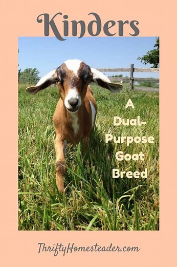 Kinders: A Dual-Purpose Goat Breed