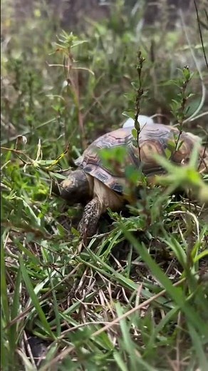Gopher Tortoise Eats Its First Meal After Being Released