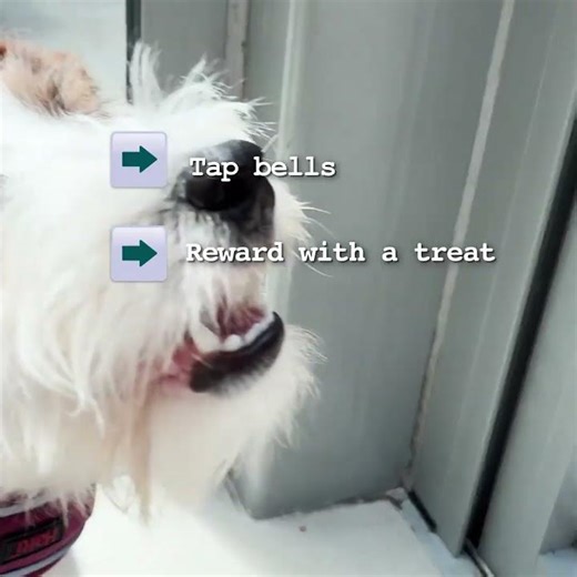 Struggling with toilet training your puppy? Try the Coachi Puppy & Mini Toilet Training Bells