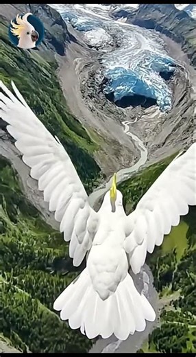 The Most Beautiful Flight You’ll See Today 🦜🌄