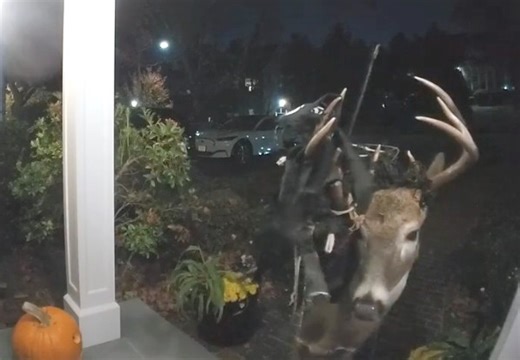 Why Essex County’s Deer Population is Growing — And What Officials Are Doing About It