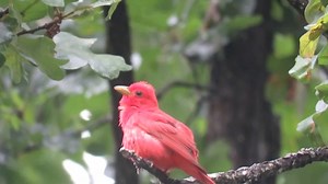 88K views · 5.5K reactions | Good morning #Birds & #Nature! Summer tanager (Piranga rubra) | BIRDS & Nature | Facebook