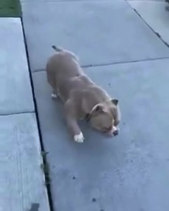 Sad ass super stud | Hall Of Fame Bullies